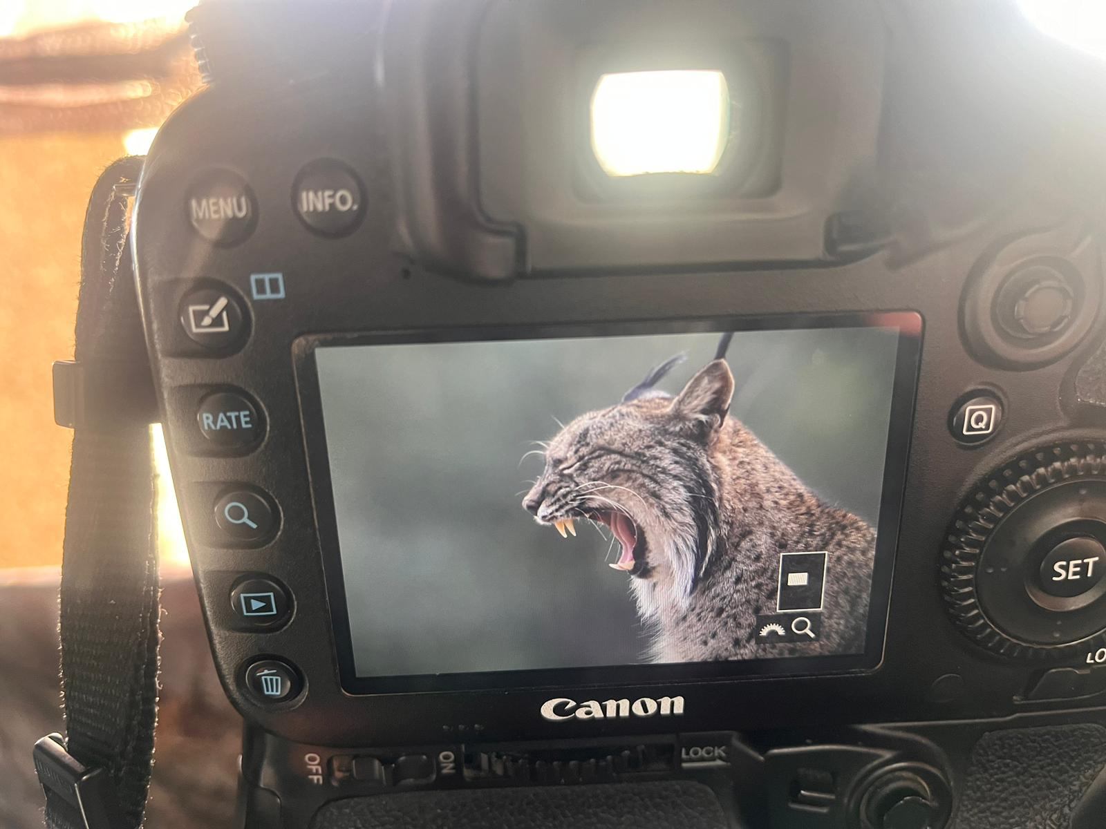 Cámara fotográfica preparada para fotografiar el lince ibérico en Gato Clavo