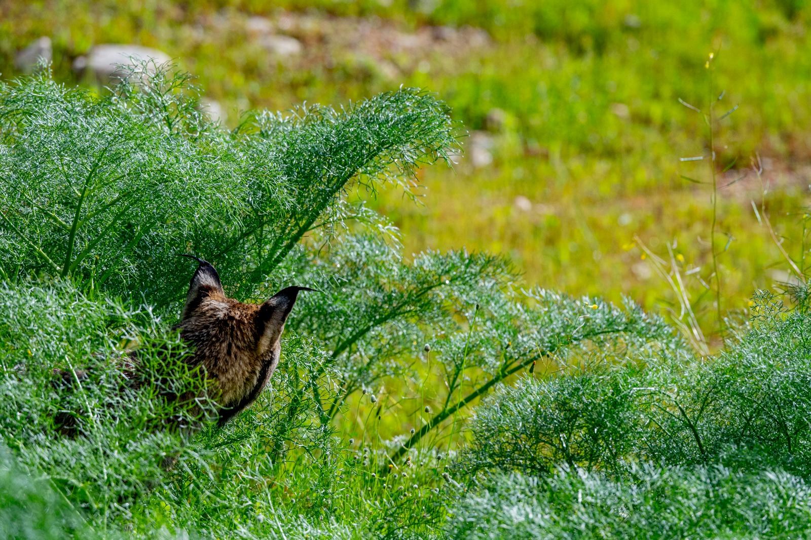 Conejo de monte entre vegetación mediterránea
