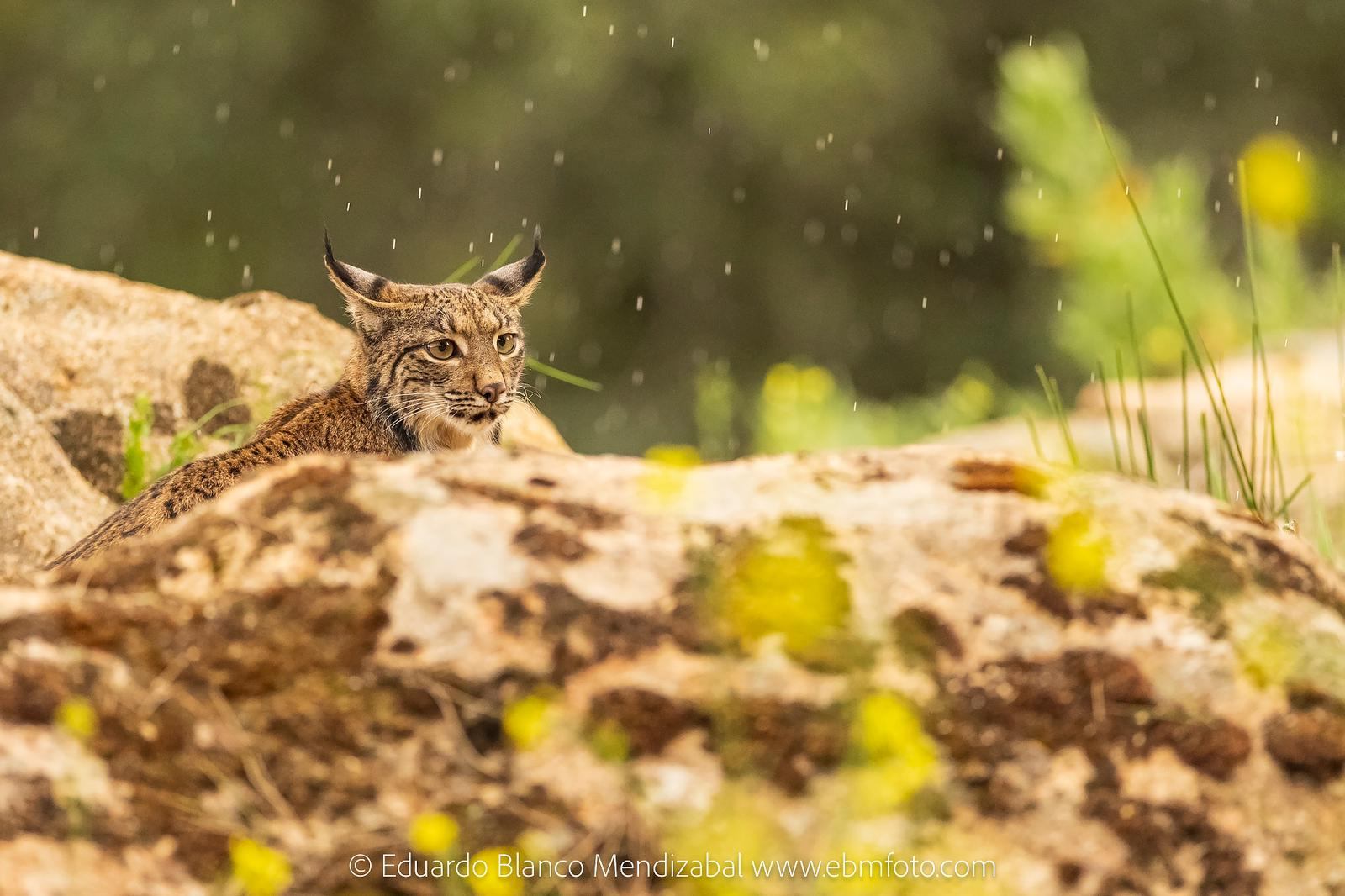 Lince ibérico entre vegetación de primavera en Gato Clavo