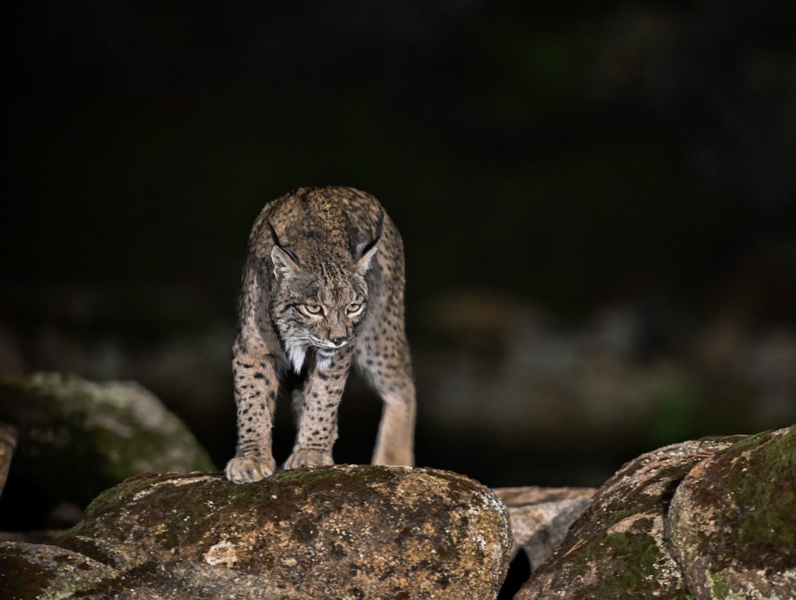 Lince ibérico fotografiado de noche sobre una roca en Gato Clavo