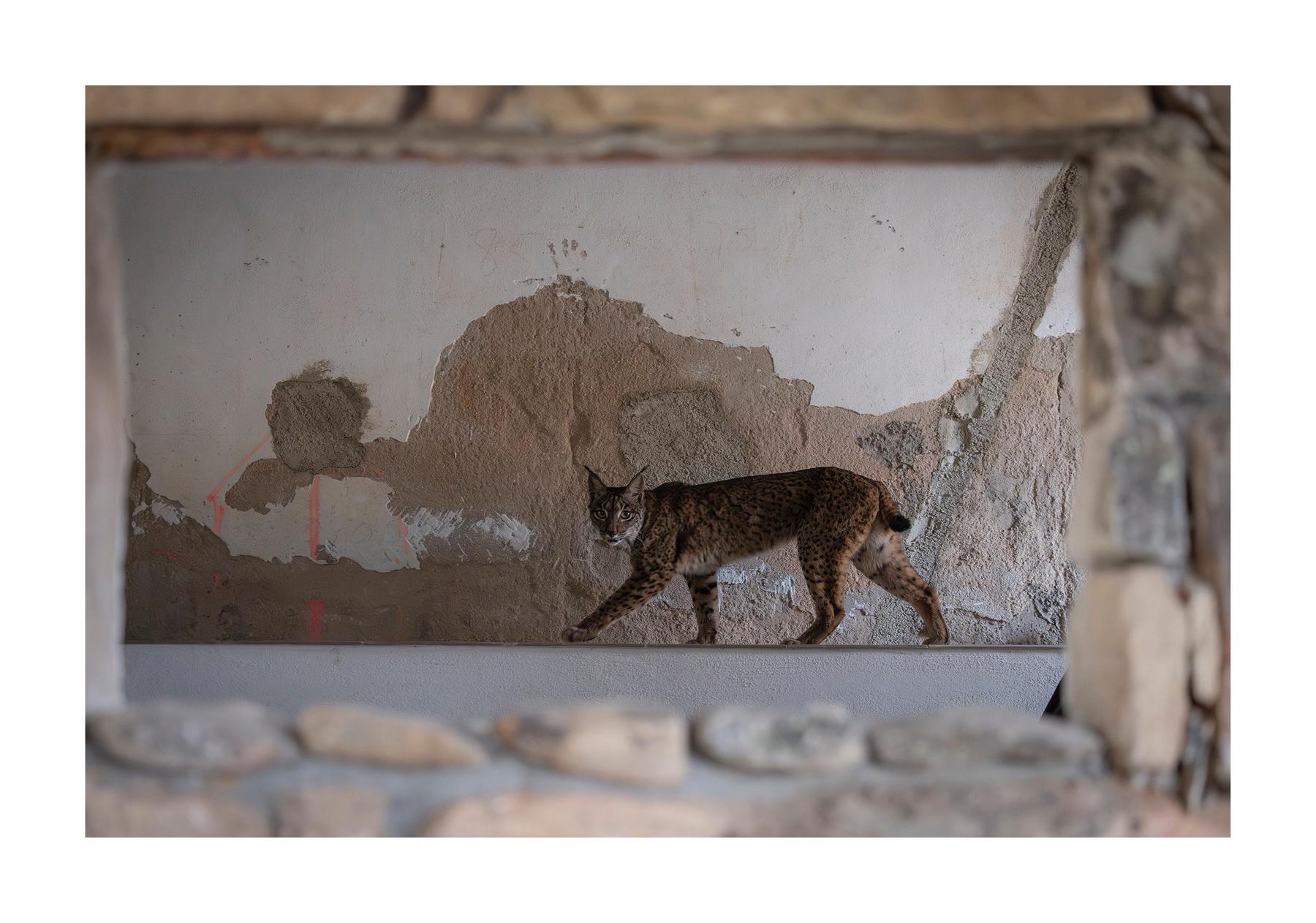 Imagen de seguimiento del lince ibérico en un monitor en Gato Clavo