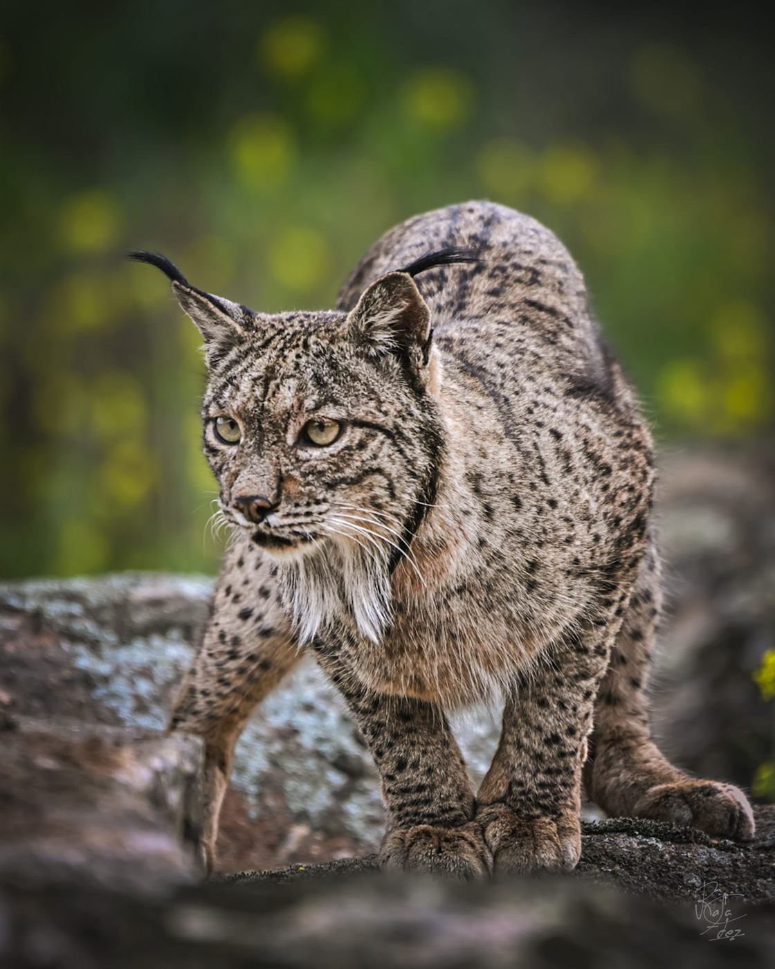 Lince ibérico caminando sobre una zona de musgo y roca