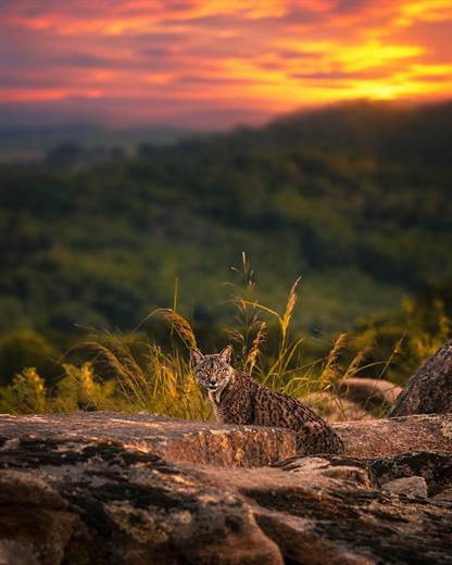 Paisaje de Sierra de Andújar: puesta de sol sobre roca