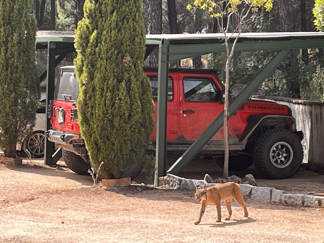 Vehículo de safari en la finca Gato Clavo