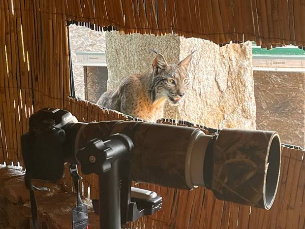 Hide fotográfico de Gato Clavo: teleobjetivo en el hide