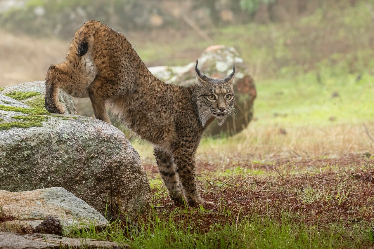 Lince ibérico en actitud de marcaje territorial dentro de la finca Gato Clavo