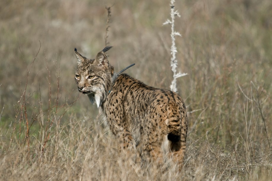 Casa Rural Gato Clavo, Jaén,Parque Natural de Sierra Morena