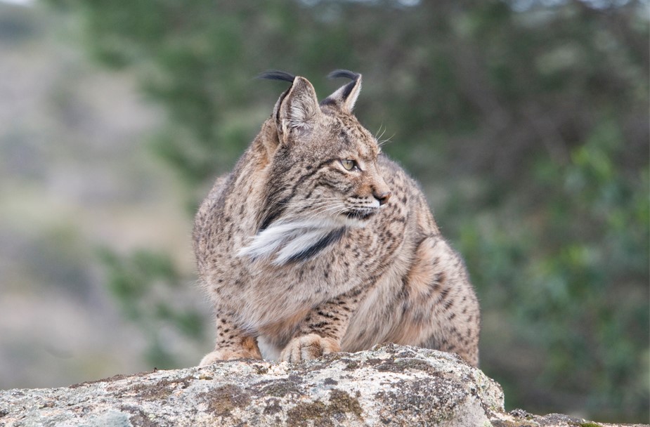 Casa Rural Gato Clavo, Jaén,Parque Natural de Sierra Morena