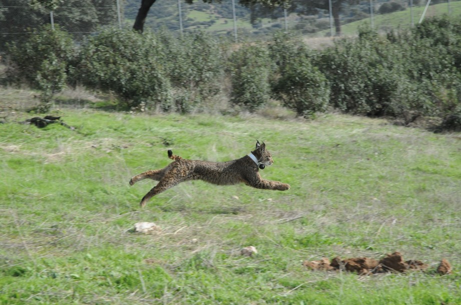 Casa Rural Gato Clavo, Jaén,Parque Natural de Sierra Morena